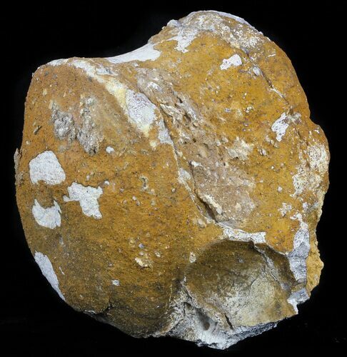Fossil Brontotherium (Titanothere) Vertebrae - South Dakota #60644